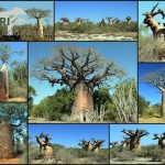galerie de photos madagascar: les espèces de baobabs