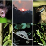 galerie de photos madagascar: randonnée nocturne à Madagascar
