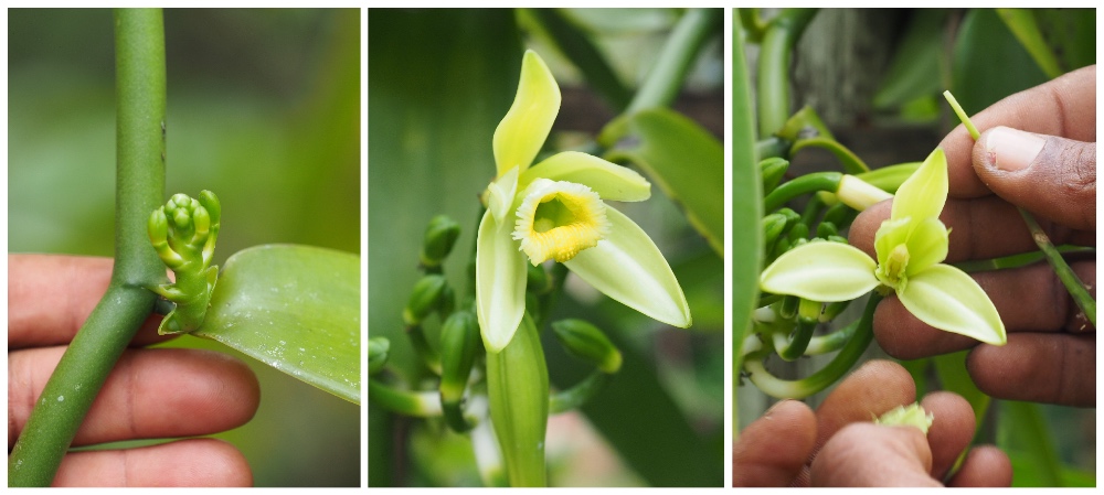 Vanille Madagascar