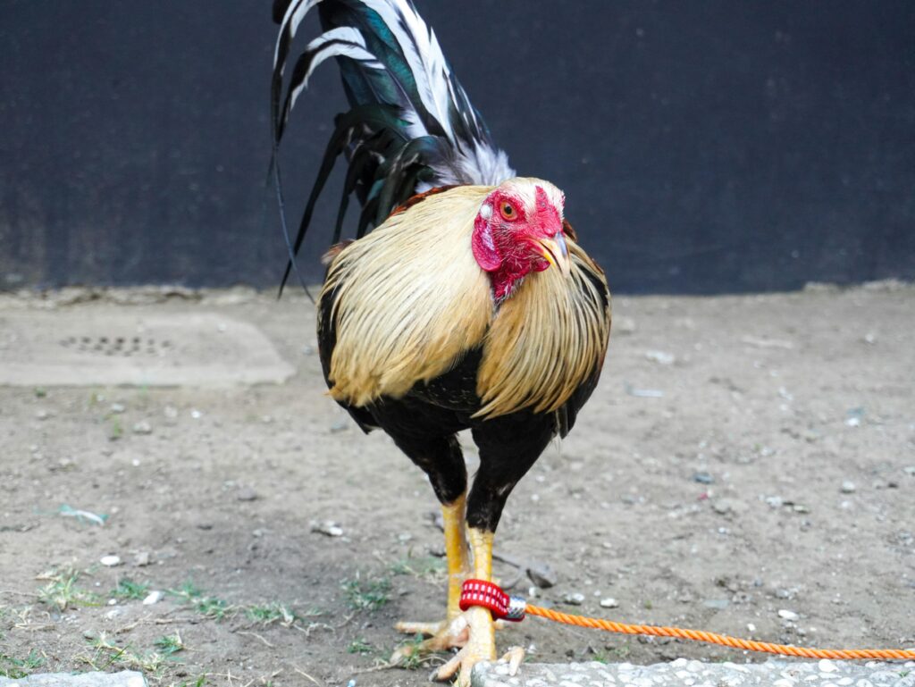 Ra-mavo - Combat de Coq Madagascar