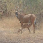 galerie de photos sénégal : antilope à bandia