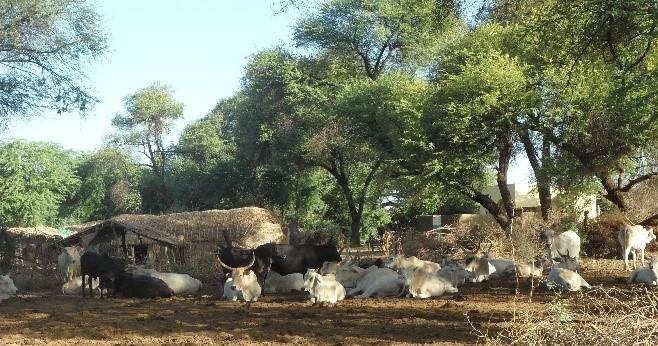 Croisière au fil du fleuve Sénégal: village de fulani