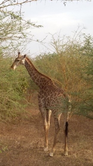 Croisière au fil du fleuve Sénégal: girafe
