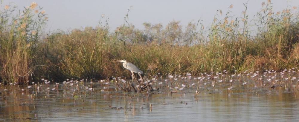 Croisière au fil du fleuve Sénégal: Aigrette ardoisée