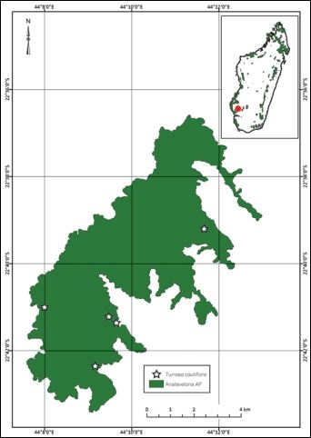 Carte de la forêt d’Analavelona montrant la distribution de Turraea cauliflora J.-F. Leroy & Lescot ex Randrianari. & Callm. (étoiles)