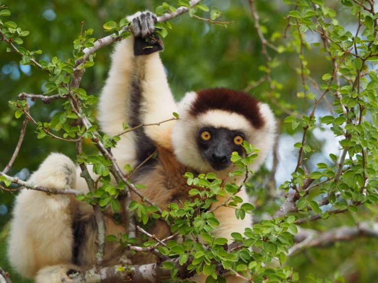 parc-national-zombitse-vohibasia-la-maison-de-madagascar