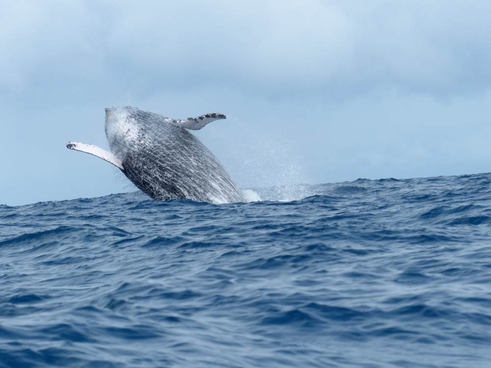 baleines à bosse
