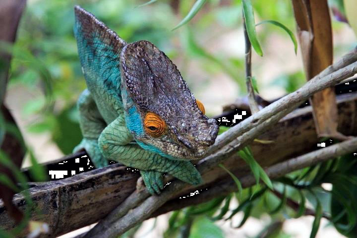 Les caméléons à Madagascar