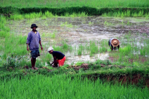 Repiquage du riz – On transplante le riz de la pépinière à la rizière – Hauts-Plateaux de Madagascar