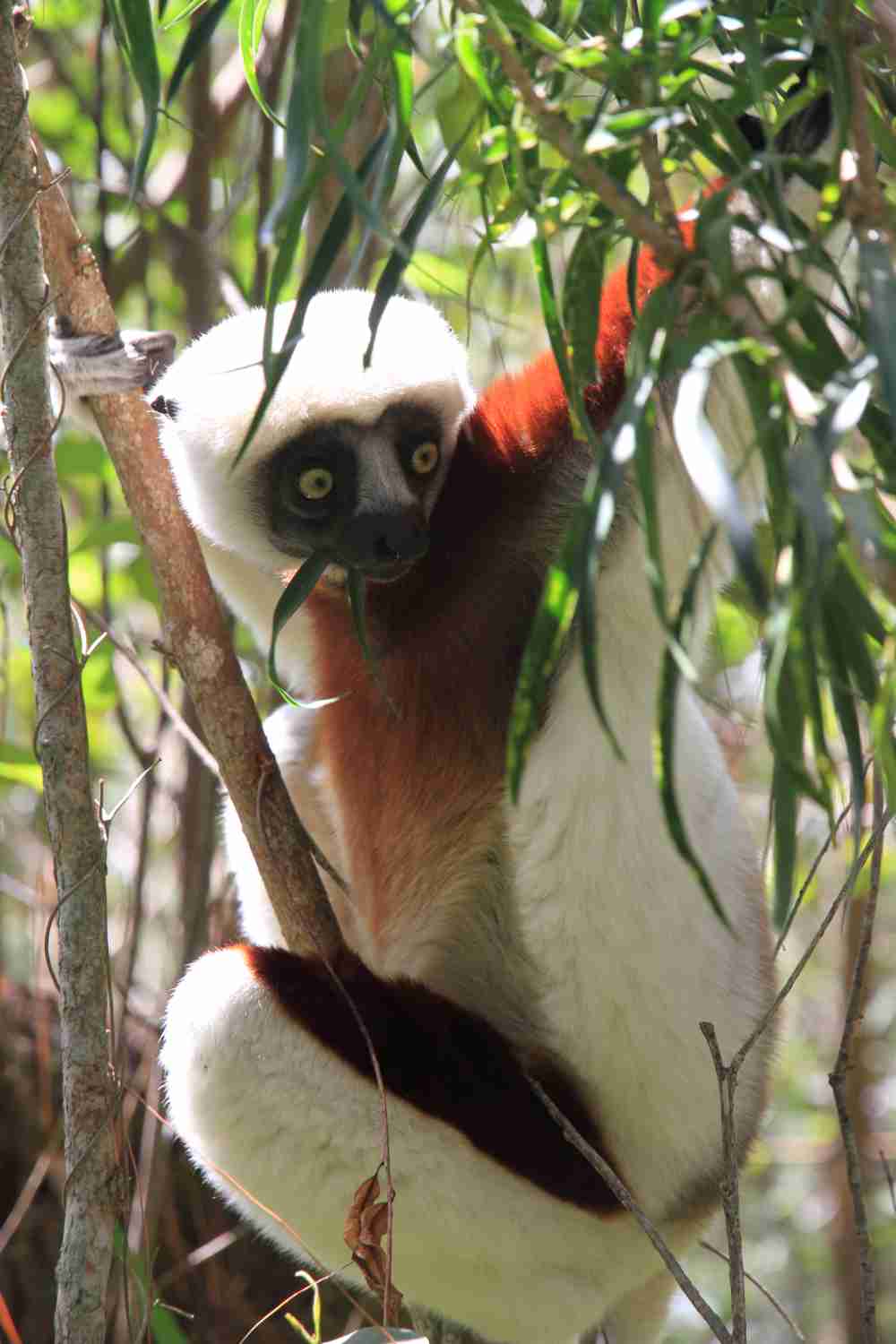 Aire Protégée de Bombetoka Beloboka - Coquerel-Sifaka