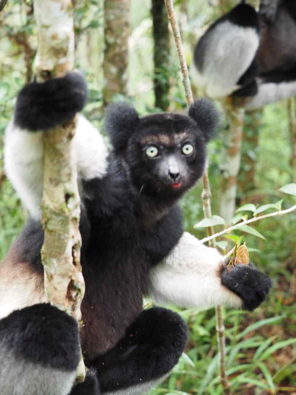 Paysage Harmonieux Protégé du Complexe d’Anjozorobe Angavo: Lémurien Indri Indri