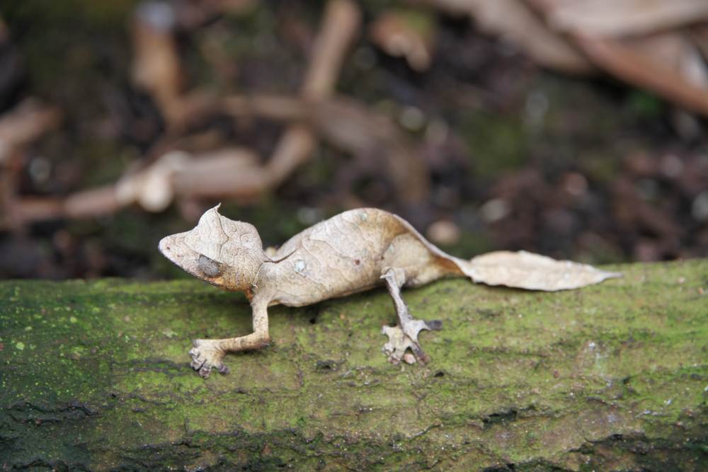 Réserve Spéciale de Manongarivo